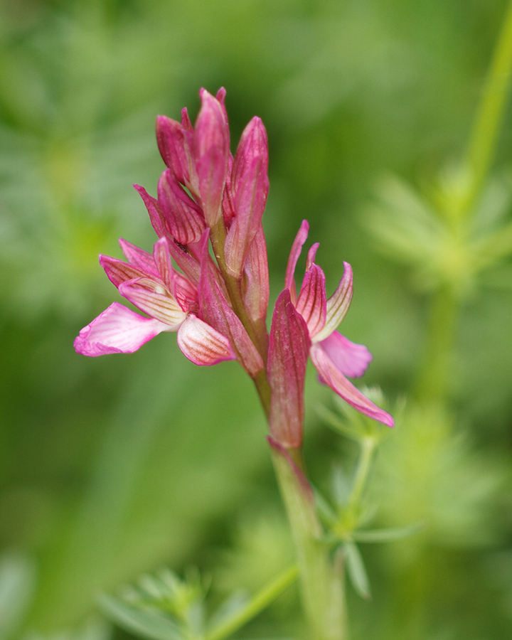 Anacamptis papilionacea